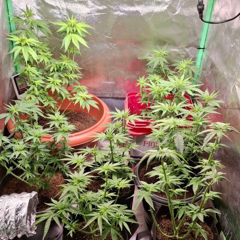Banana purple punsh growlog timeline photo