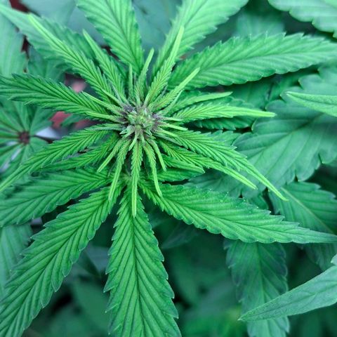 Banana purple punsh growlog timeline photo