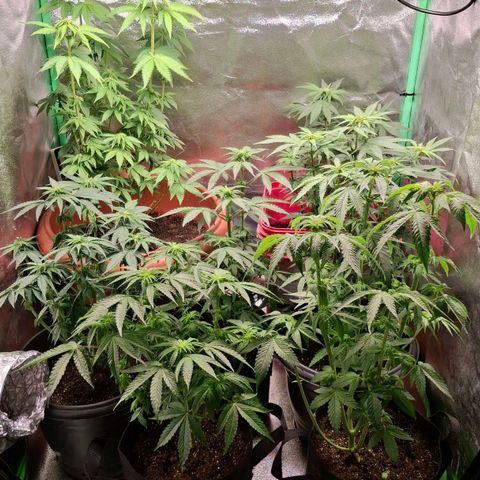 Banana purple punsh growlog timeline photo
