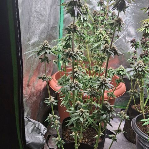 Banana purple punsh growlog timeline photo