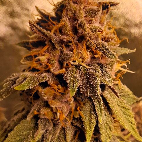 Banana purple punsh growlog timeline photo