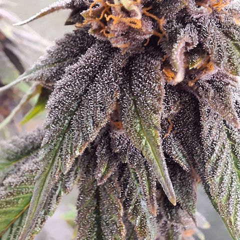 Banana purple punsh growlog timeline photo