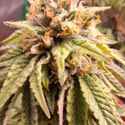 Banana purple punsh growlog timeline photo