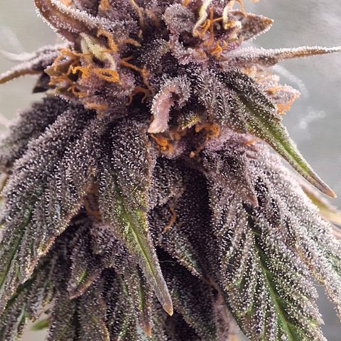 Banana purple punsh growlog timeline photo