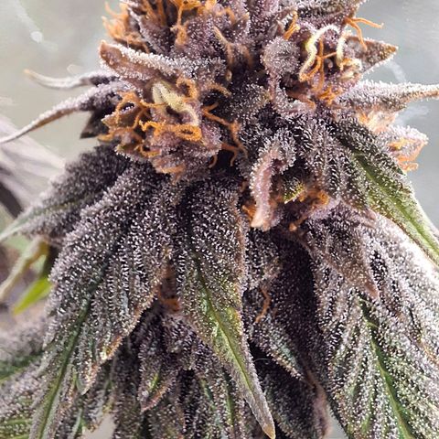 Banana purple punsh growlog timeline photo