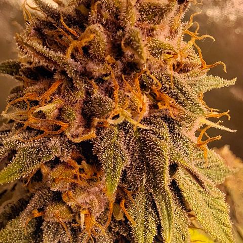 Banana purple punsh growlog timeline photo