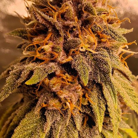 Banana purple punsh growlog timeline photo