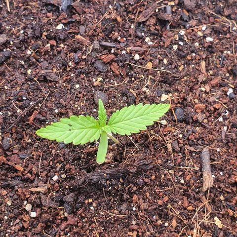 La Diva growlog photo: Sigue creciendo. Cotiledones desiguales, uno pequeño y amarillo/marrón 
