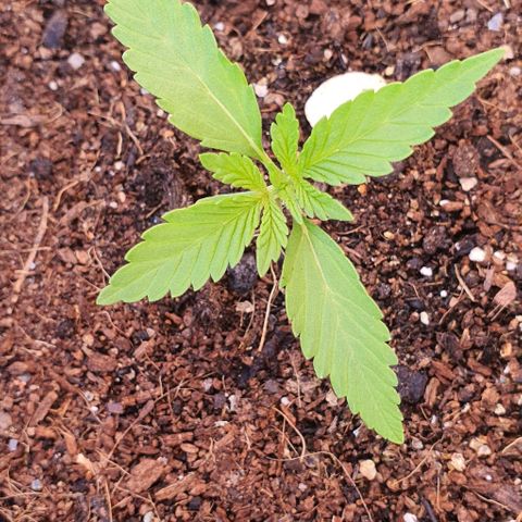 La Diva growlog photo: No ha crecido mucho de tallo, pero tiene muchas nuevas hojas 