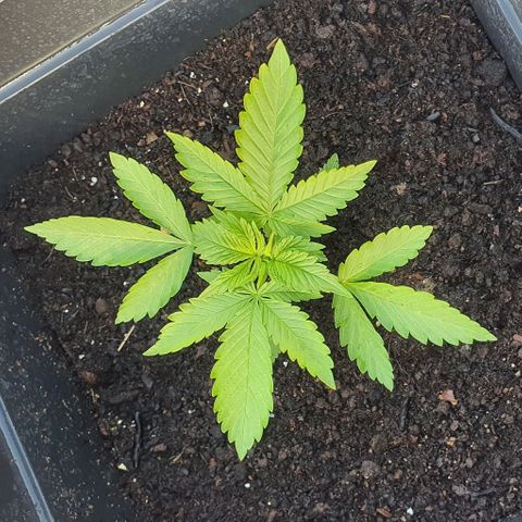 La Diva growlog photo: Gran cambio día a día. Ha llovido durante un rato largo y se ha puesto resplandeciente.