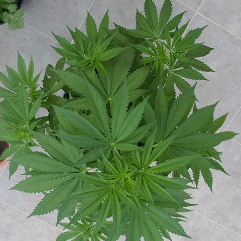 La Diva growlog photo: Parece que  va a entrar en floración. Para ser "la rápida " va un poco más lenta que la Diva. Estos días atrás le he podado varias hojas por minadores(alomejor tiene que ver). Buen aroma