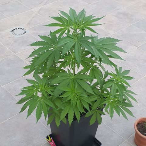 La Diva growlog timeline photo
