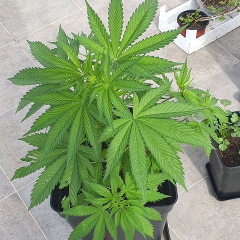 La Diva growlog timeline photo