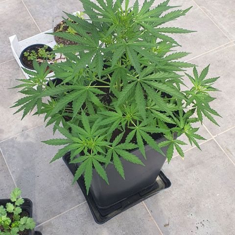 La Diva growlog timeline photo