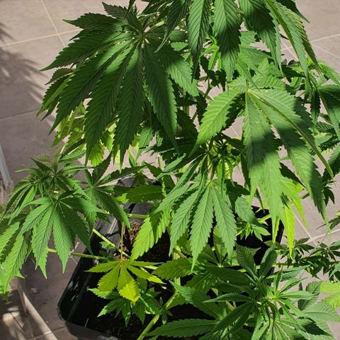 La Diva growlog photo: No cogolla. Tras consultar e invest, no es macho, es debido a la contaminación lumínica. En la foto se puede ver, por la noche la farola molesta y trastorna a la planta. Consecuencia de no tener oscuridad= no cogolla. Se intenta arreglar a partir de hoy tapando por la noche a modo toldo para evitar la lu. Y a esperar...
