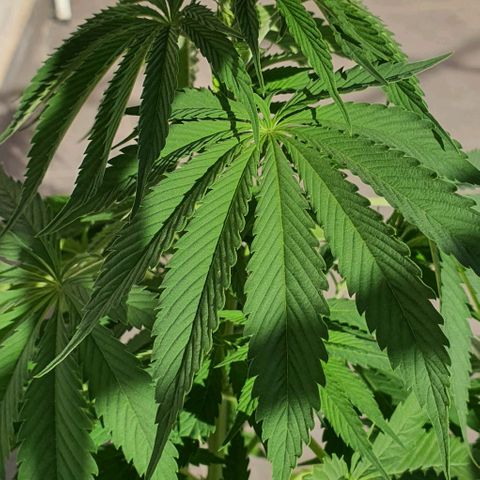 La Diva growlog photo: No cogolla. Tras consultar e invest, no es macho, es debido a la contaminación lumínica. En la foto se puede ver, por la noche la farola molesta y trastorna a la planta. Consecuencia de no tener oscuridad= no cogolla. Se intenta arreglar a partir de hoy tapando por la noche a modo toldo para evitar la lu. Y a esperar...