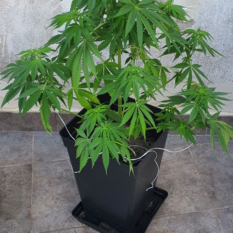 La Diva growlog photo: Parece que va a empezar a florecer. Gracias a cubrirla a causa de la farola parece que aún con retraso va para adelante. 
