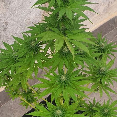 La Diva growlog photo: Ha costado pero van engordando los cogollos. Le pongo un poco más de ceniza para estimular 