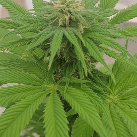 La Diva growlog photo: Ha costado pero van engordando los cogollos. Le pongo un poco más de ceniza para estimular 