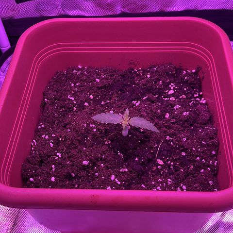 Big Boy growlog timeline photo