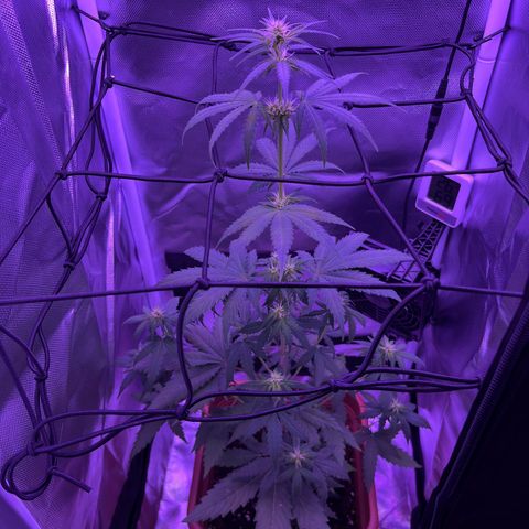 Big Boy growlog timeline photo
