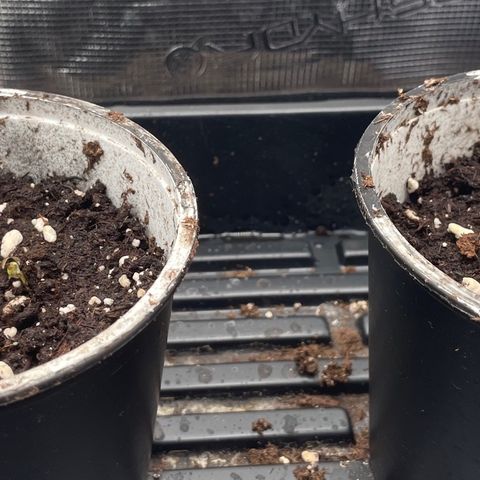 AK 47 Auto growlog photo: Both popped thru. 1 w/shell hat. Hehe (may have been the one that sank early in shot glass)
