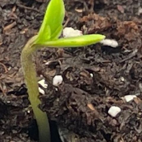 AK 47 Auto growlog timeline photo