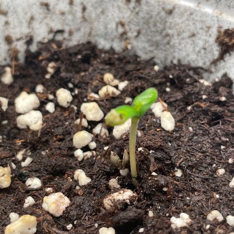 AK 47 Auto growlog photo: Plant A and plant B