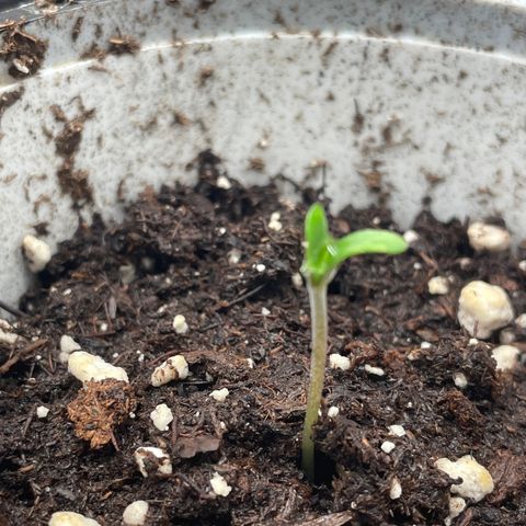 AK 47 Auto growlog photo: Plant A and plant B