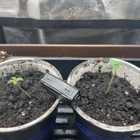 AK 47 Auto growlog photo: Little water today