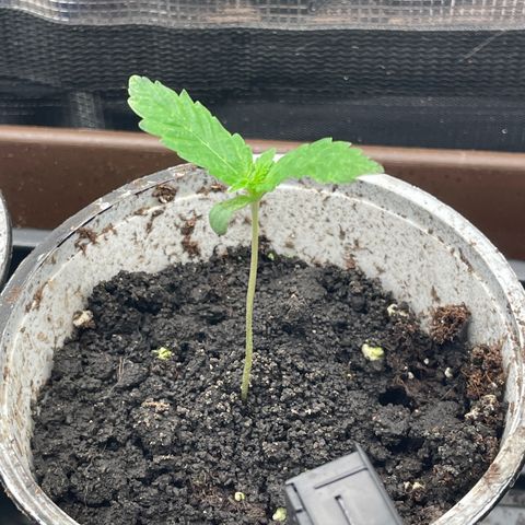 AK 47 Auto growlog timeline photo