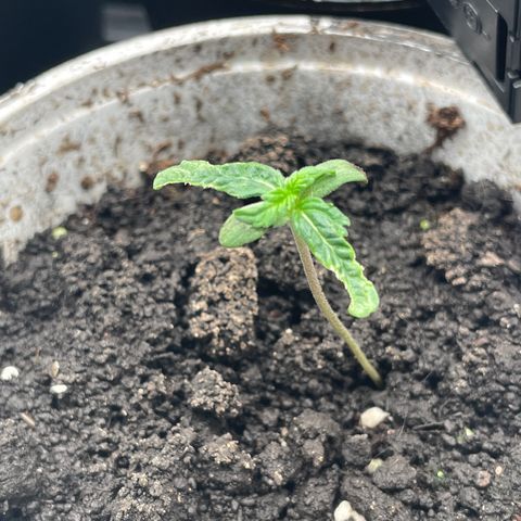 AK 47 Auto growlog timeline photo