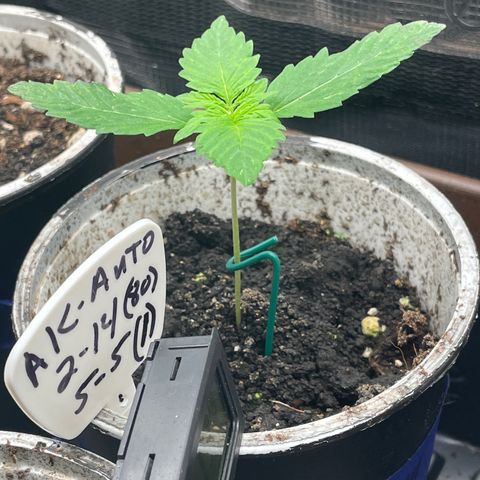 AK 47 Auto growlog timeline photo