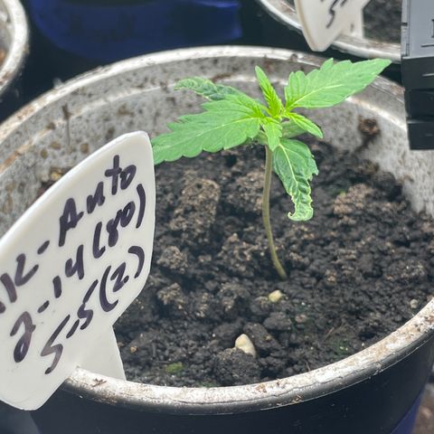AK 47 Auto growlog timeline photo