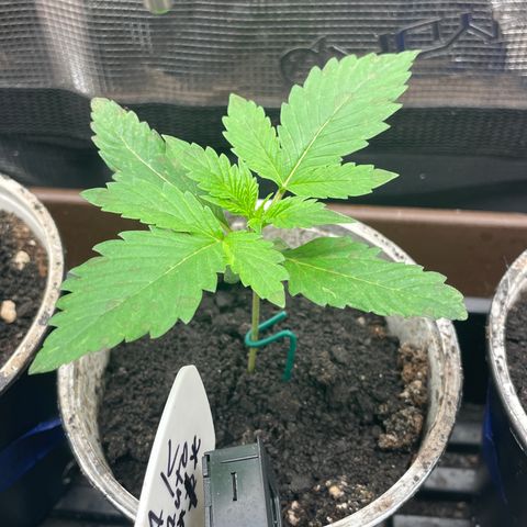 AK 47 Auto growlog timeline photo