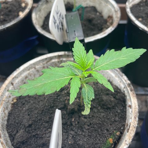 AK 47 Auto growlog timeline photo