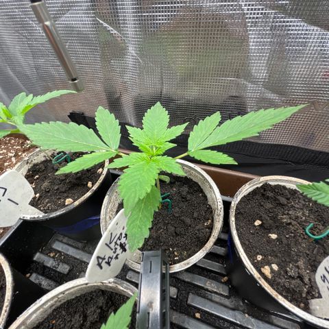 AK 47 Auto growlog timeline photo