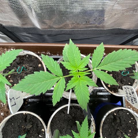 AK 47 Auto growlog timeline photo