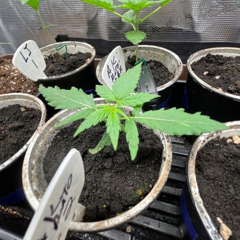 AK 47 Auto growlog timeline photo
