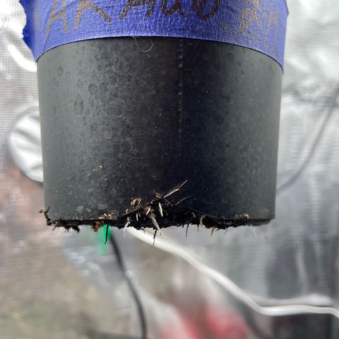 AK 47 Auto growlog timeline photo