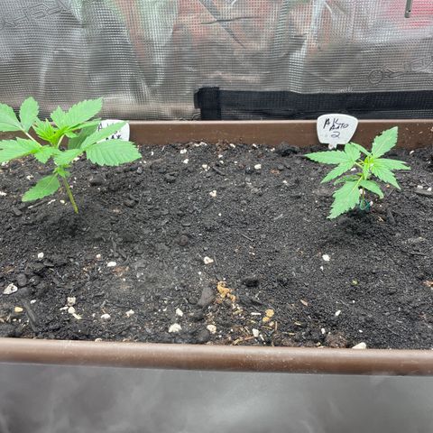 AK 47 Auto growlog timeline photo