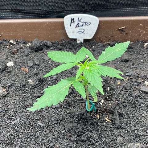 AK 47 Auto growlog timeline photo