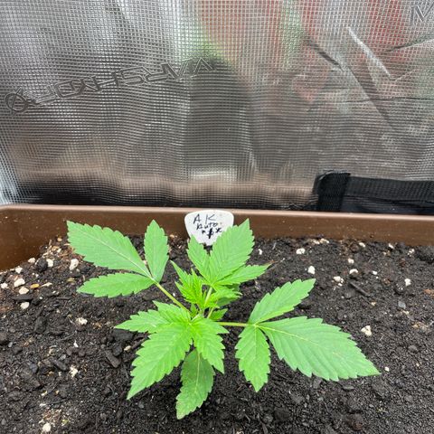 AK 47 Auto growlog timeline photo
