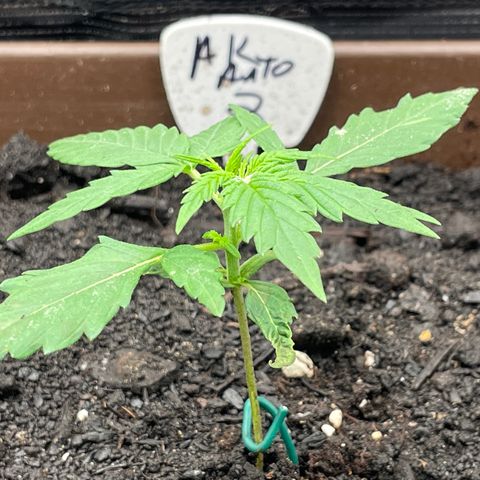 AK 47 Auto growlog timeline photo