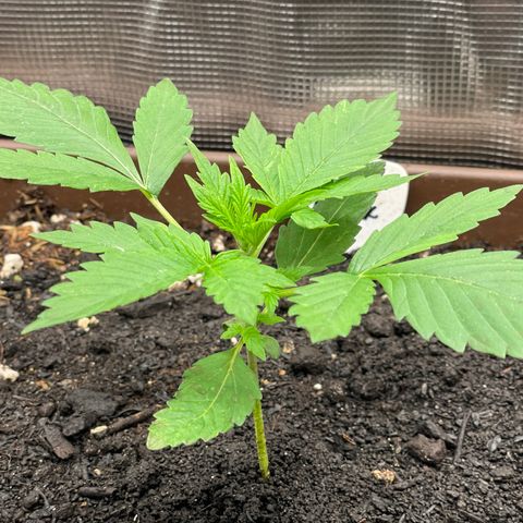 AK 47 Auto growlog timeline photo