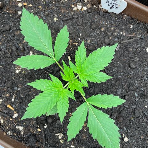 AK 47 Auto growlog timeline photo