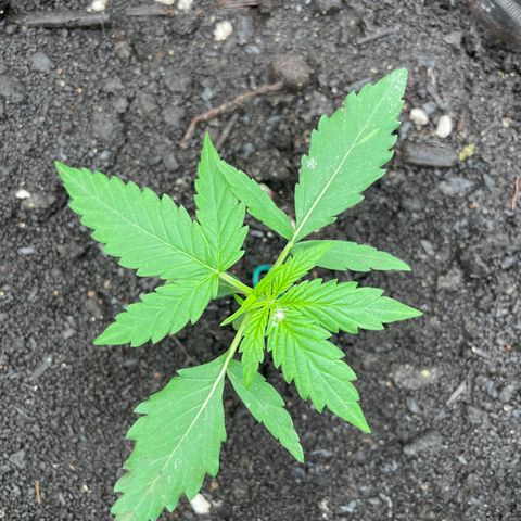 AK 47 Auto growlog timeline photo