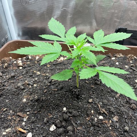 AK 47 Auto growlog timeline photo