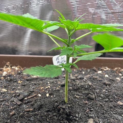 AK 47 Auto growlog timeline photo