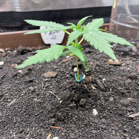 AK 47 Auto growlog timeline photo